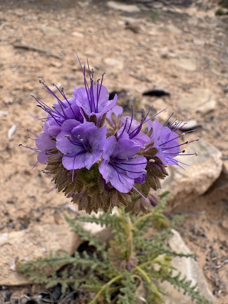 Phacelia corrugata photo 4
