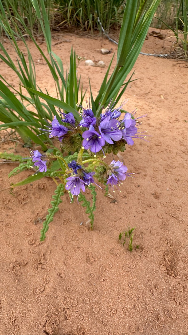 Phacelia corrugata photo 5
