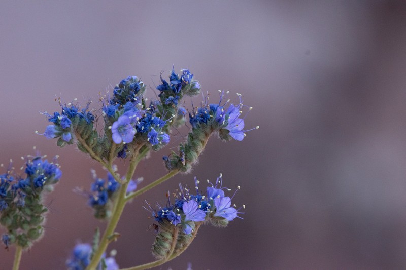 Phacelia corrugata photo 6