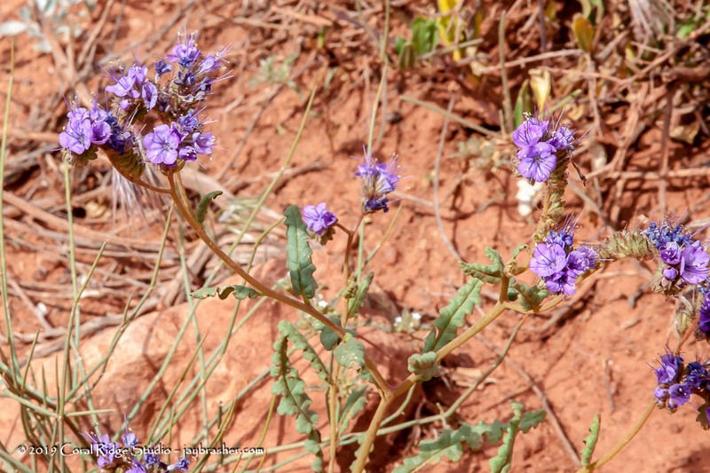 Phacelia corrugata photo 7