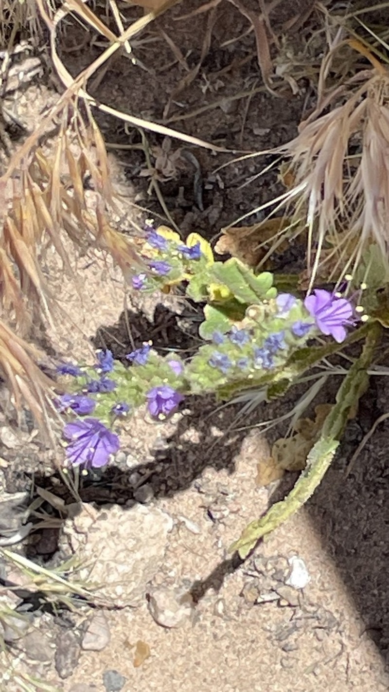 Phacelia corrugata photo 8