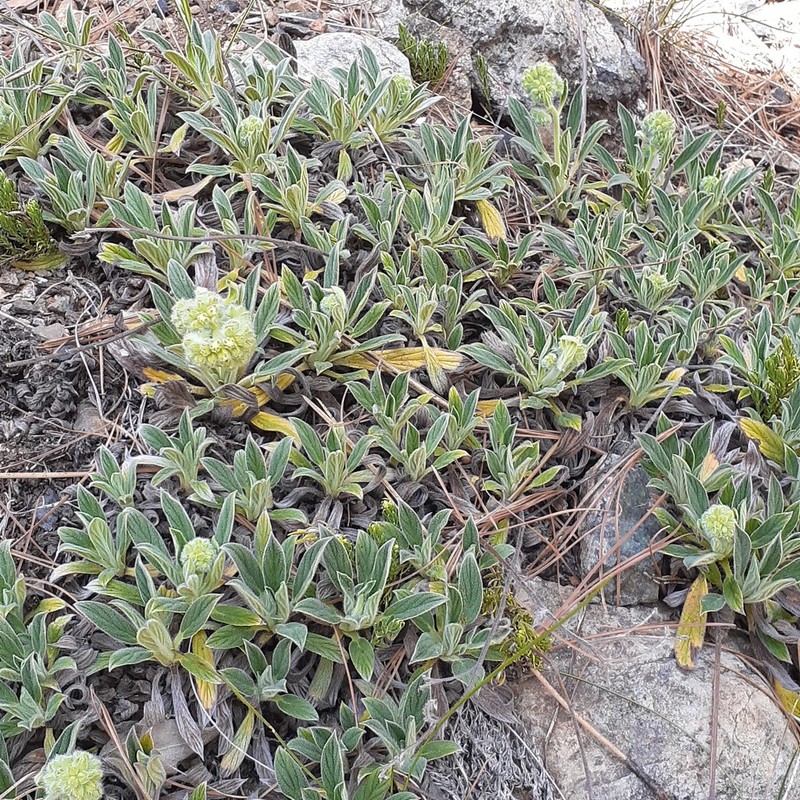 Serpentine Phacelia photo 2