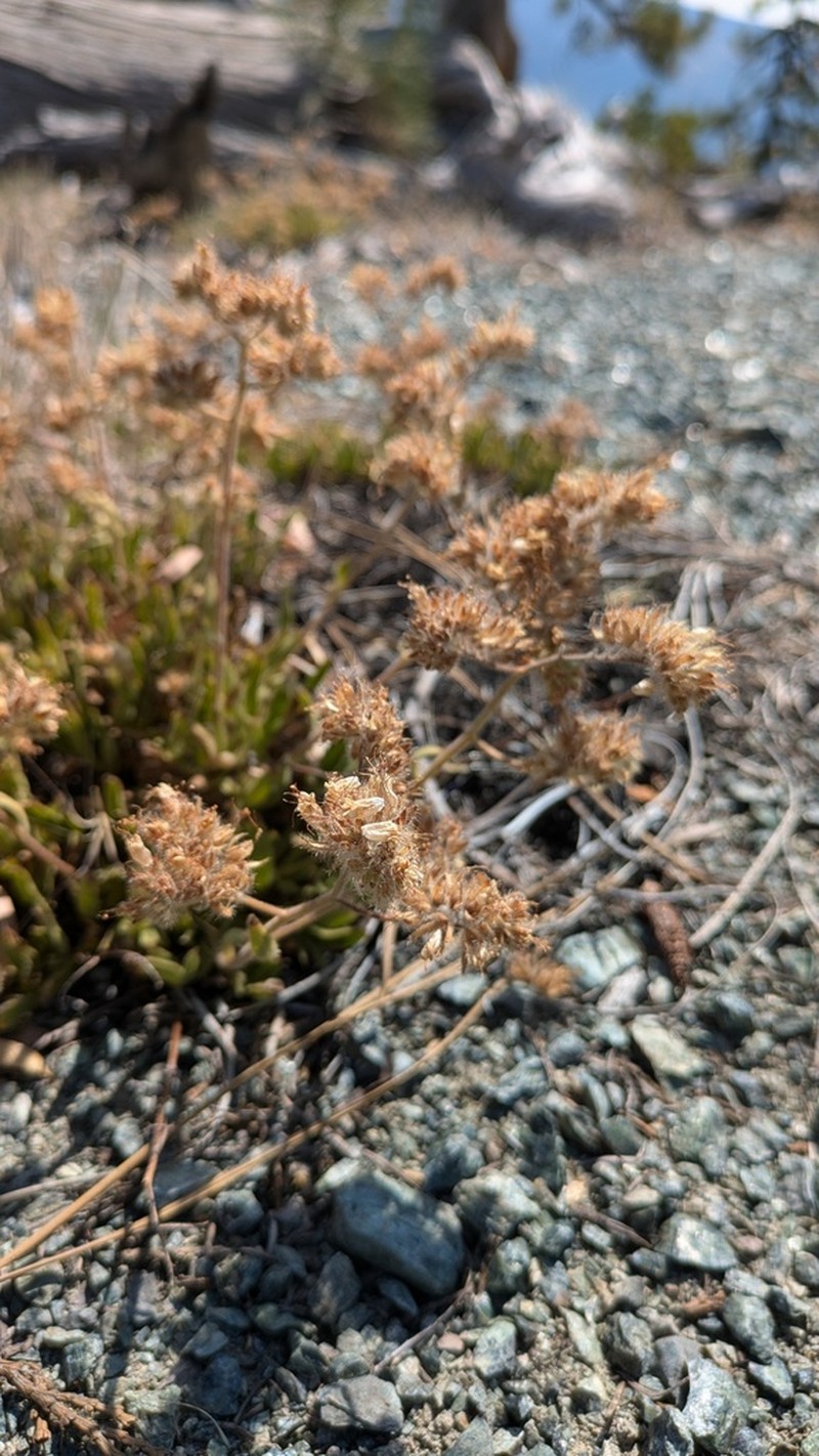 Serpentine Phacelia photo 3