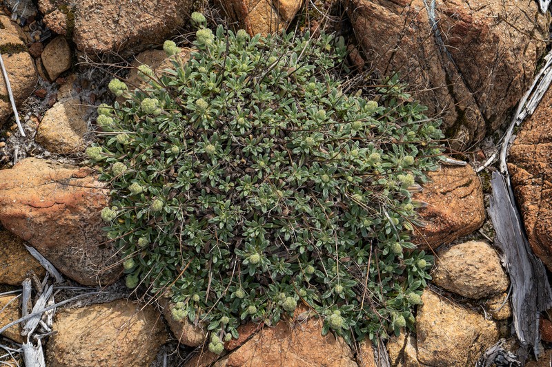 Serpentine Phacelia photo 4