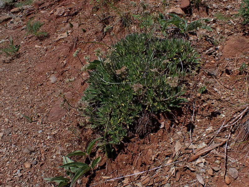 Serpentine Phacelia photo 5