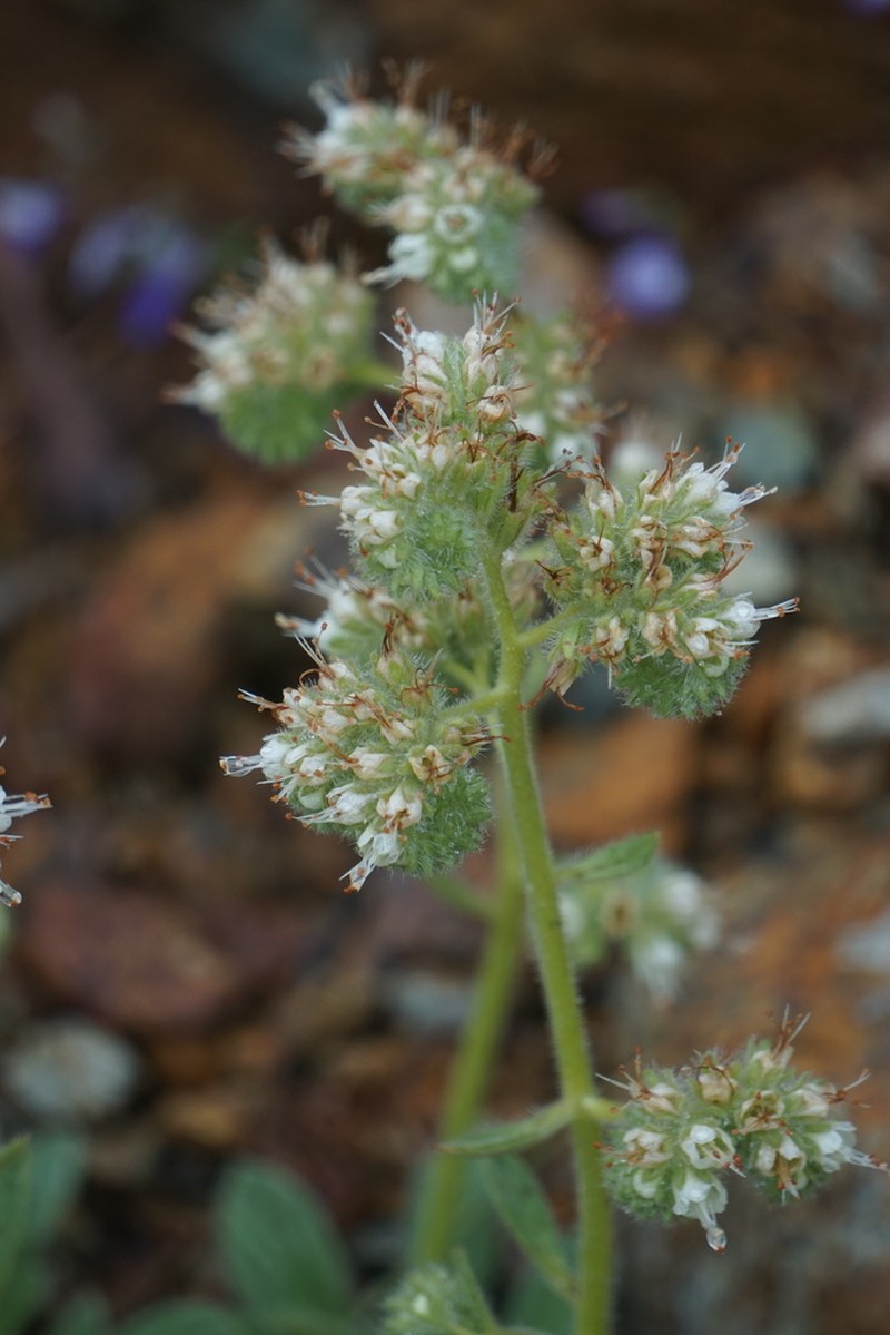 Serpentine Phacelia photo 6