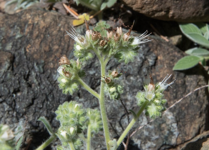 Serpentine Phacelia photo 7