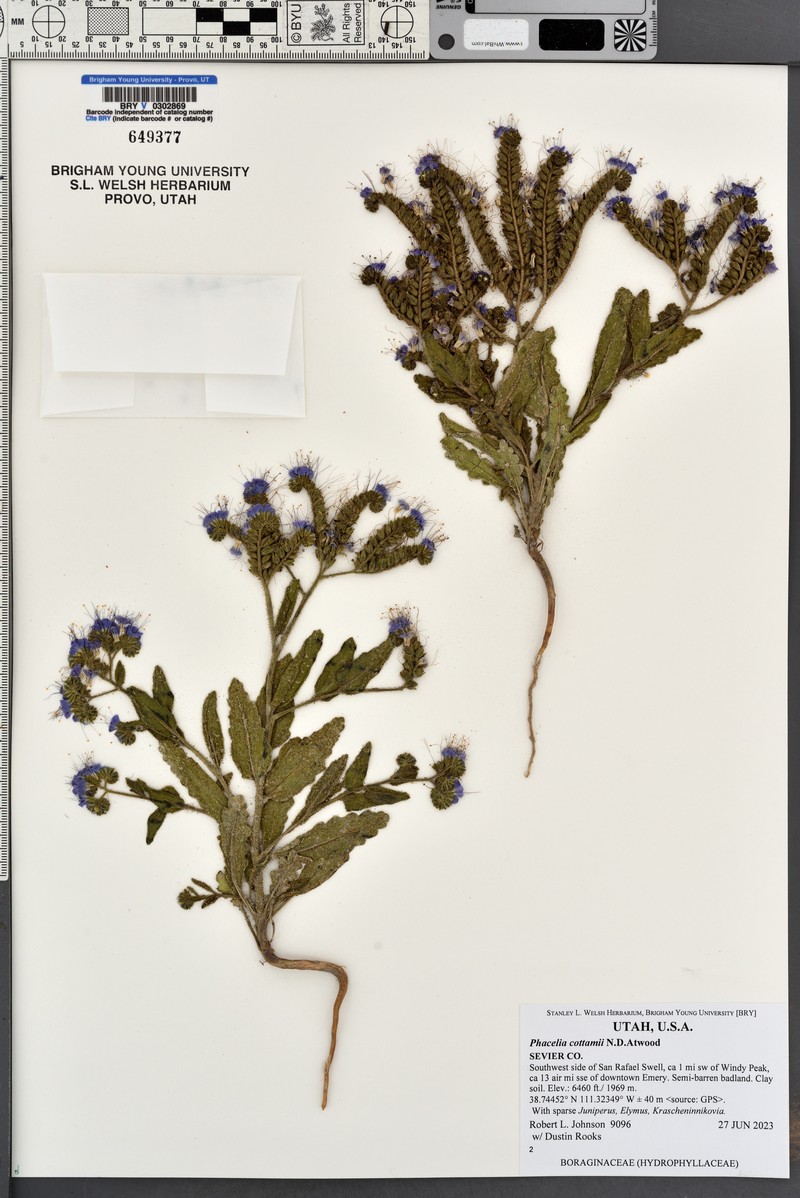 Phacelia cottamii