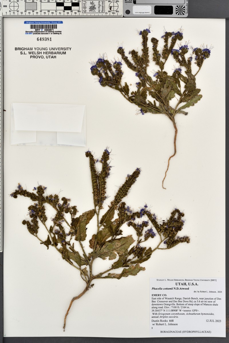 Phacelia cottamii photo 2