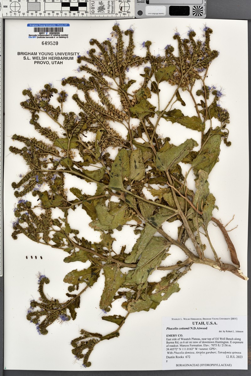 Phacelia cottamii photo 3