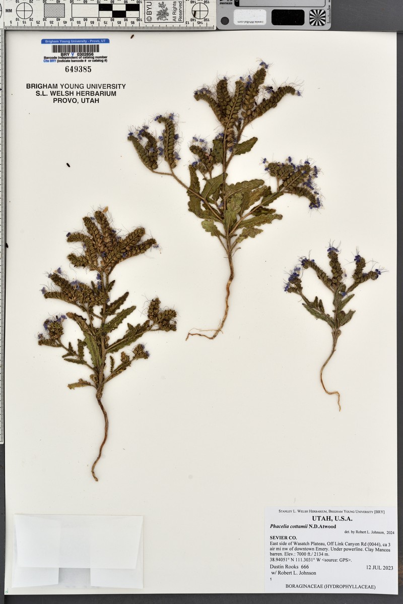 Phacelia cottamii photo 4