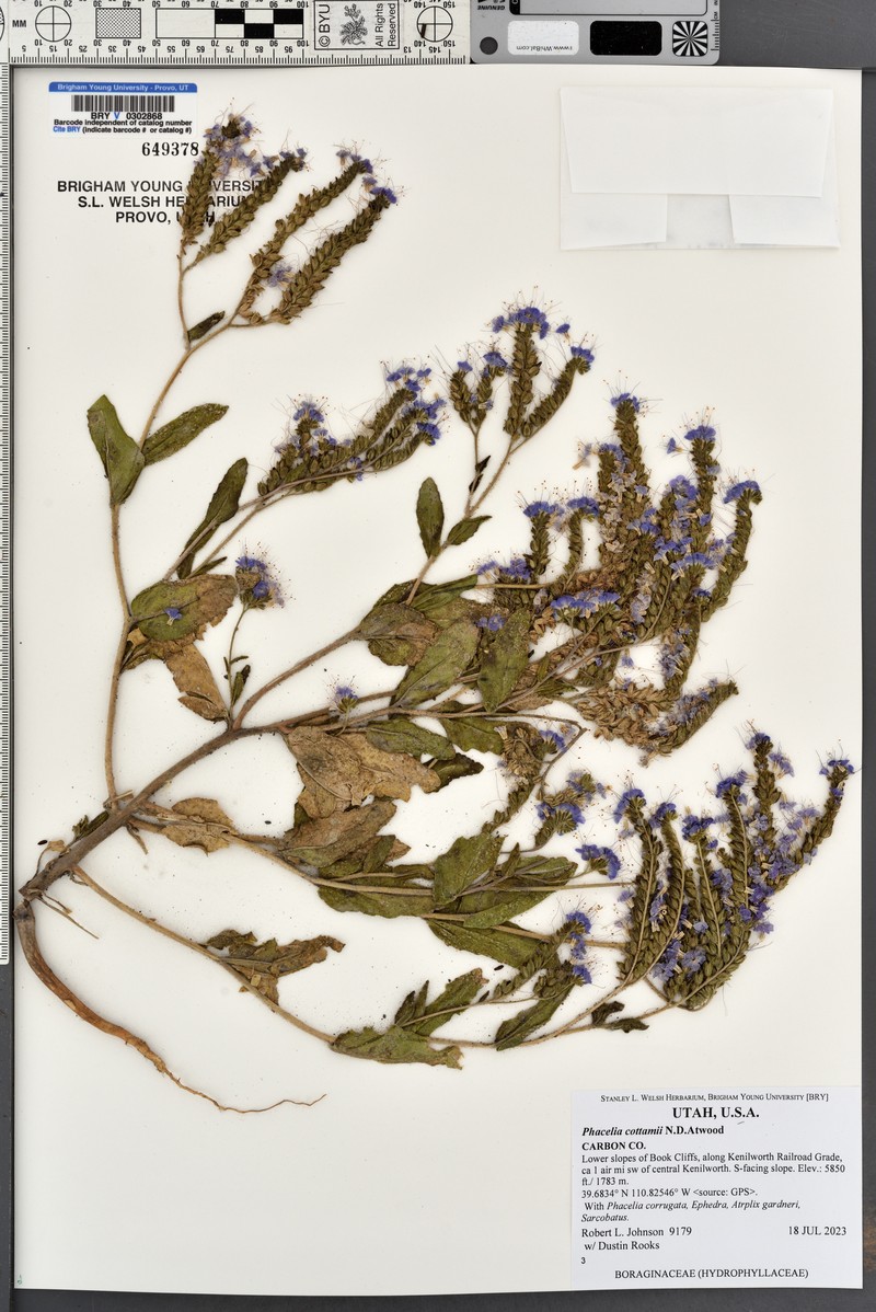 Phacelia cottamii photo 5