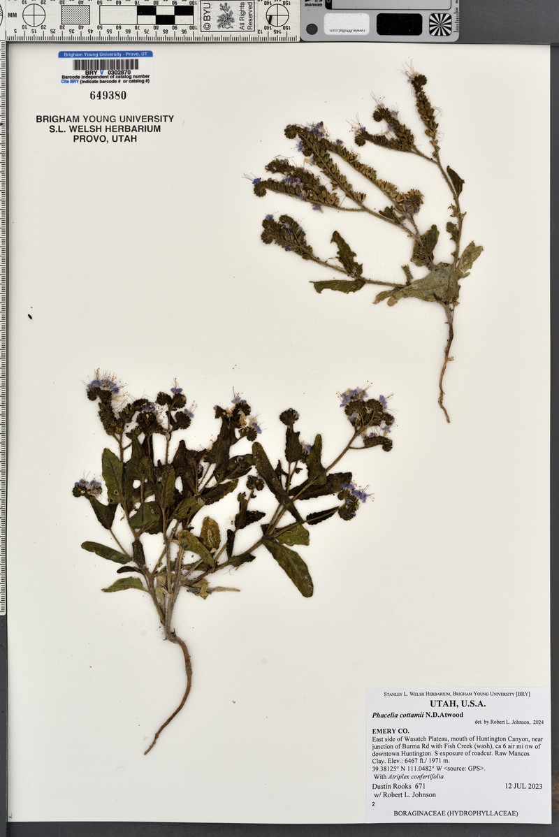 Phacelia cottamii photo 6