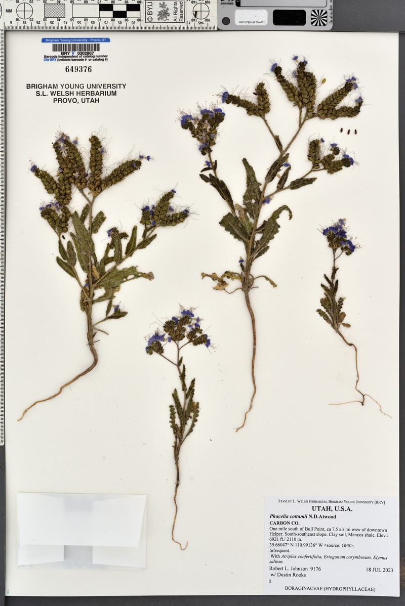 Phacelia cottamii photo 7
