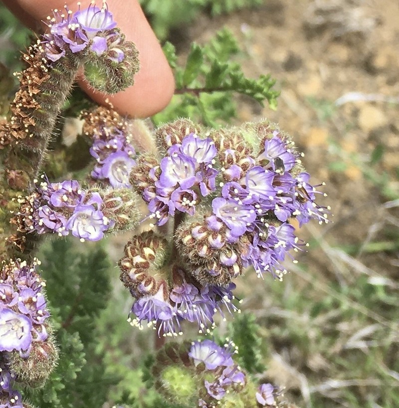 Phacelia coulteri