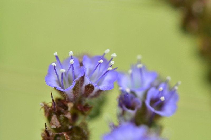 Phacelia coulteri photo 2