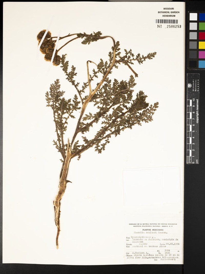 Phacelia coulteri photo 3