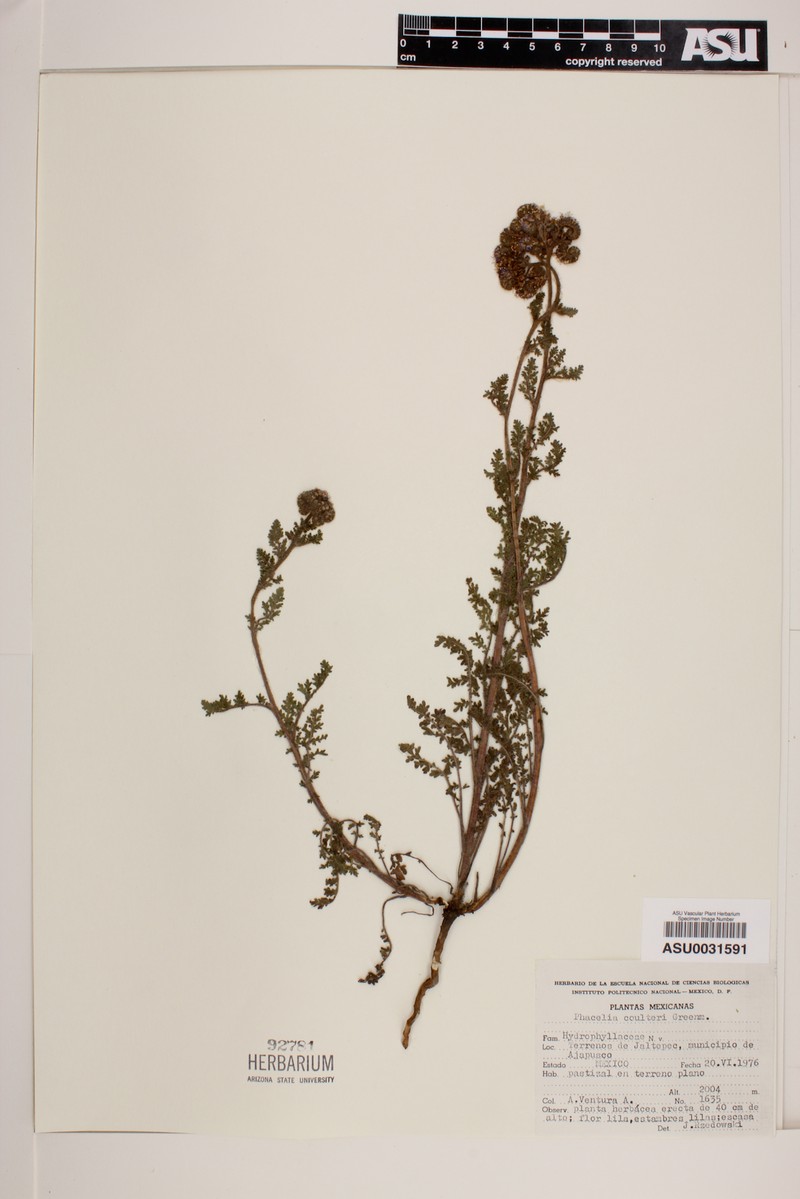 Phacelia coulteri photo 4