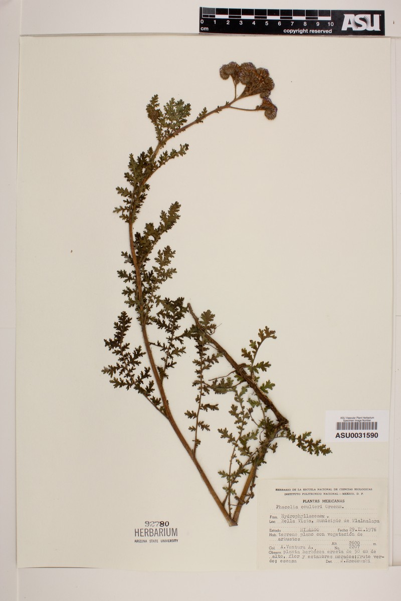 Phacelia coulteri photo 5