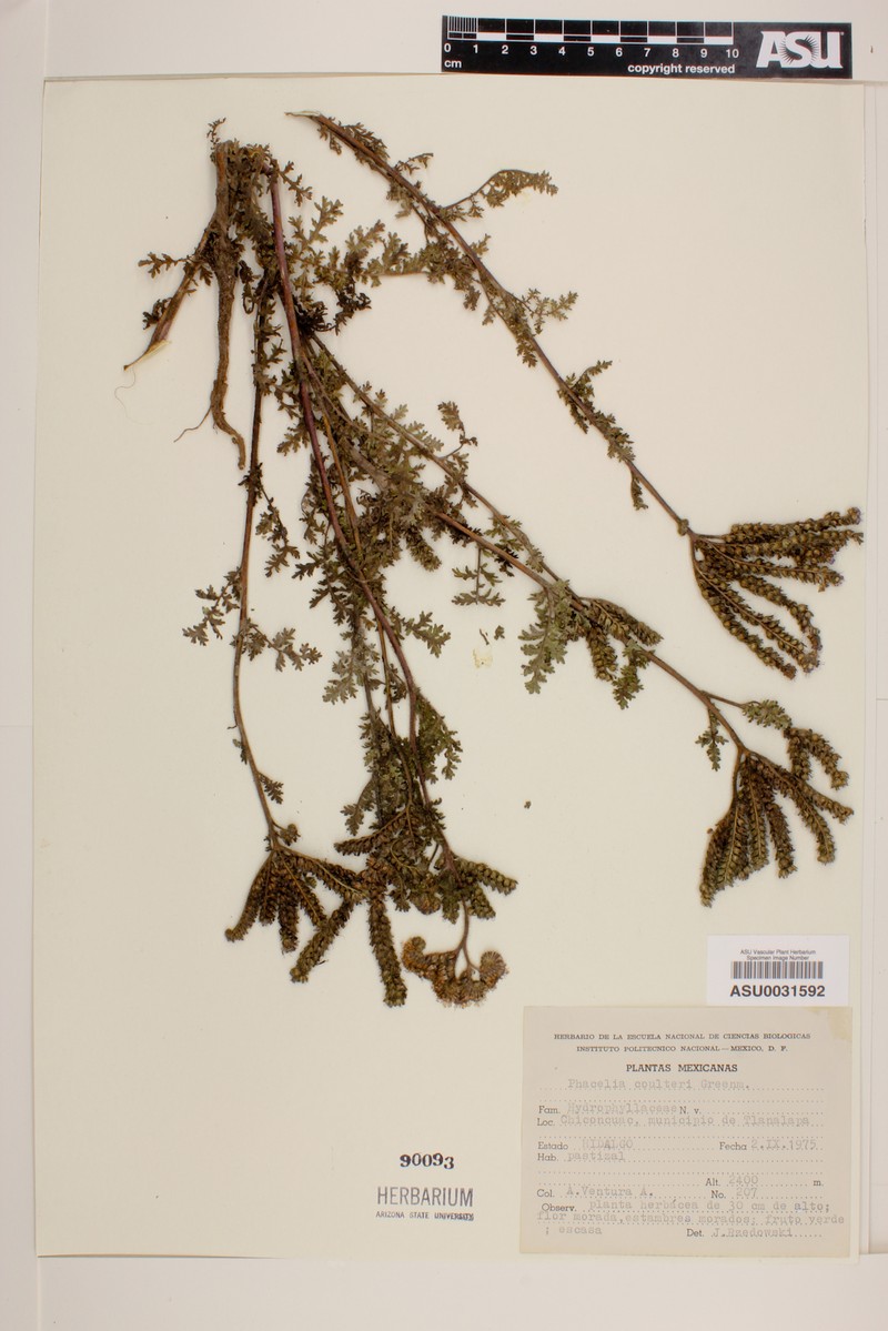 Phacelia coulteri photo 6