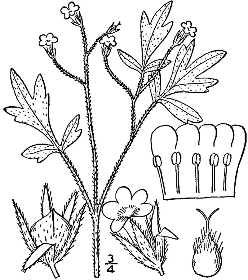 Coville's Phacelia photo 6