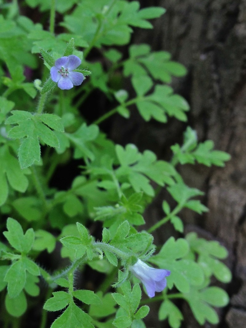 Coville's Phacelia
