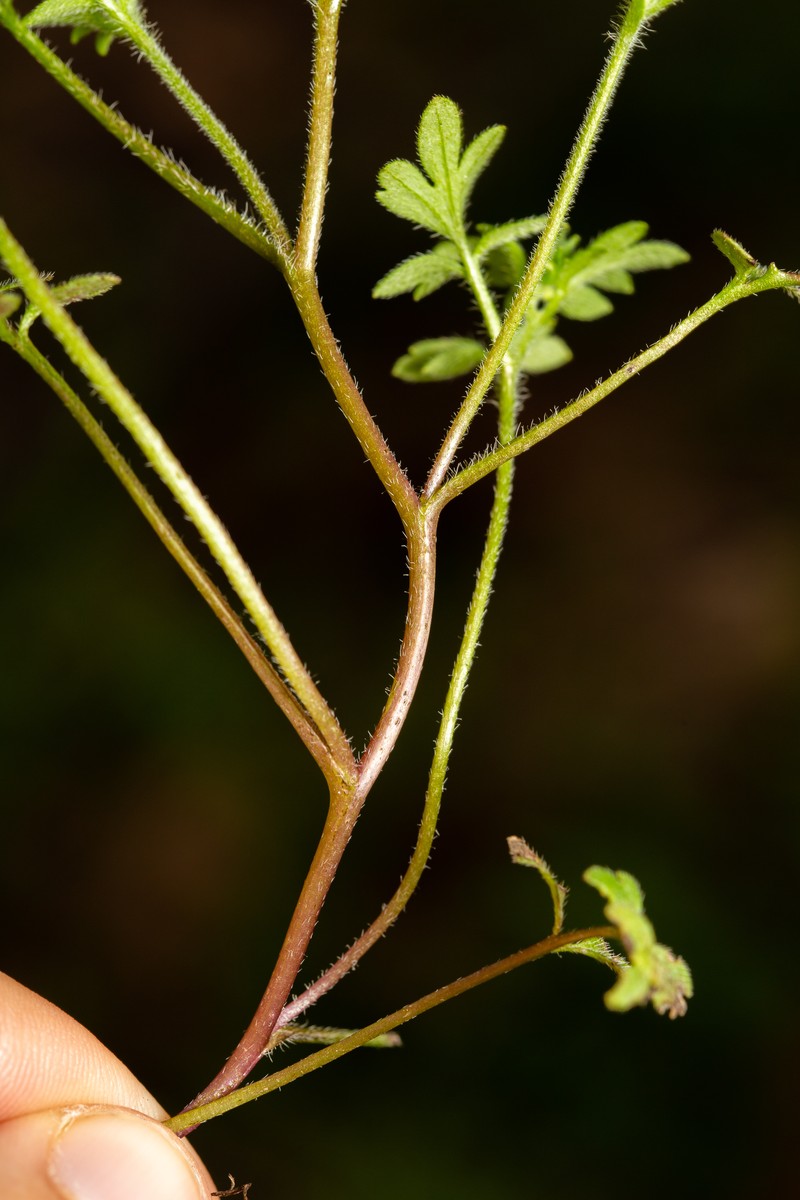 Coville's Phacelia photo 3