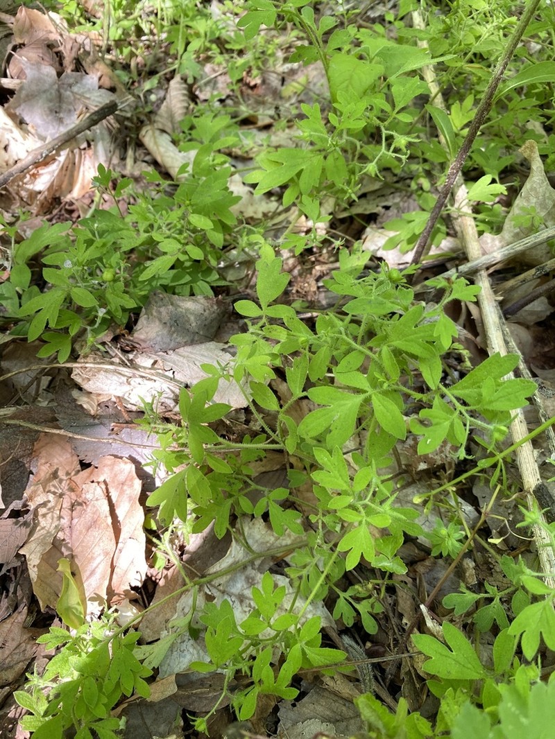 Coville's Phacelia photo 4