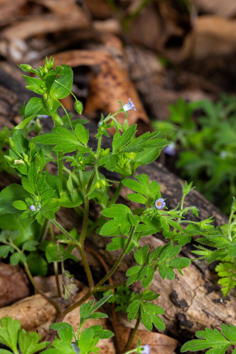 Coville's Phacelia photo 5
