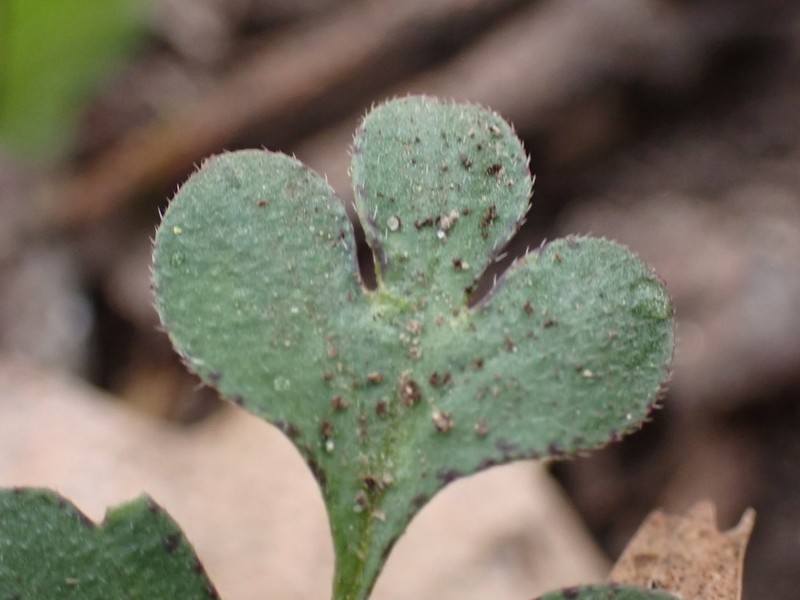Coville's Phacelia photo 6