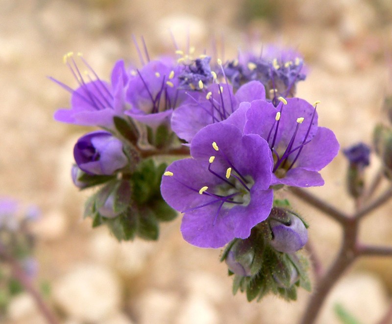 Cleftleaf Wildheliotrope