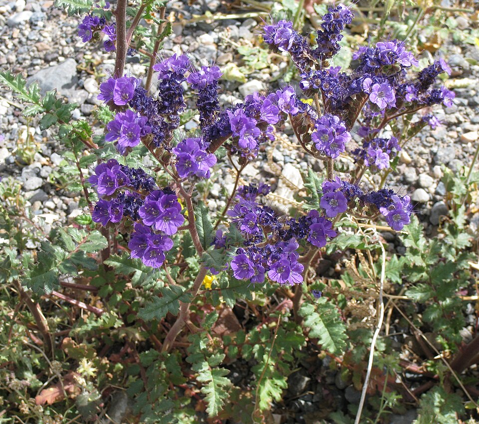 Cleftleaf Wildheliotrope photo 6