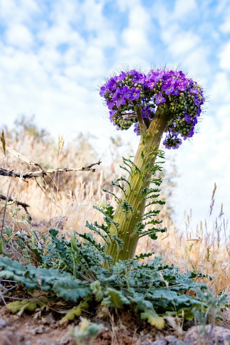 Cleftleaf Wildheliotrope photo 3