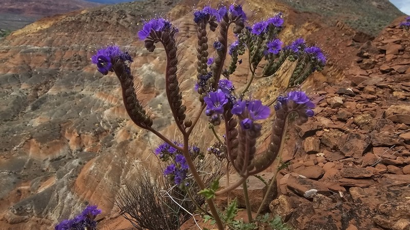 Cleftleaf Wildheliotrope photo 4