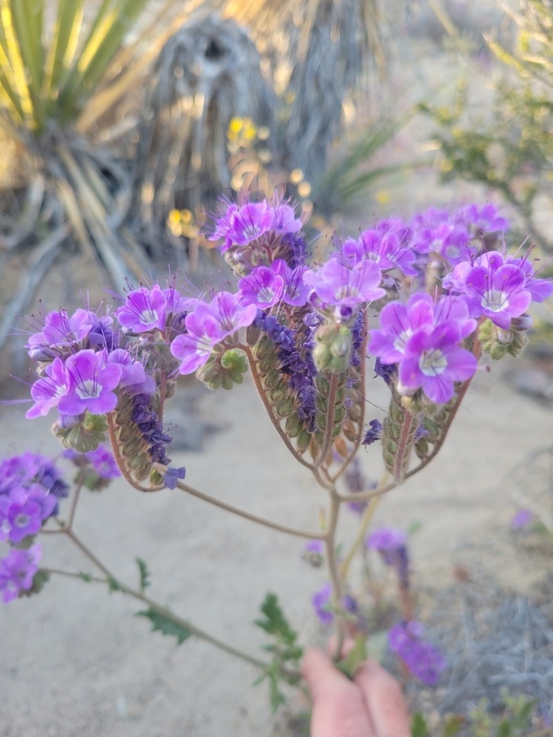 Cleftleaf Wildheliotrope photo 5