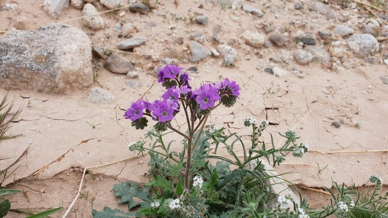 Cleftleaf Wildheliotrope photo 6