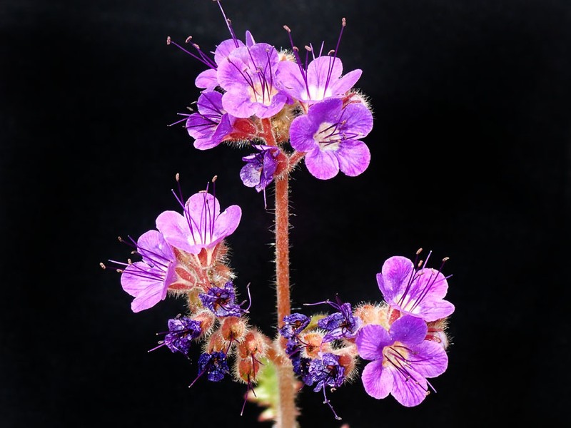 Cleftleaf Wildheliotrope photo 7