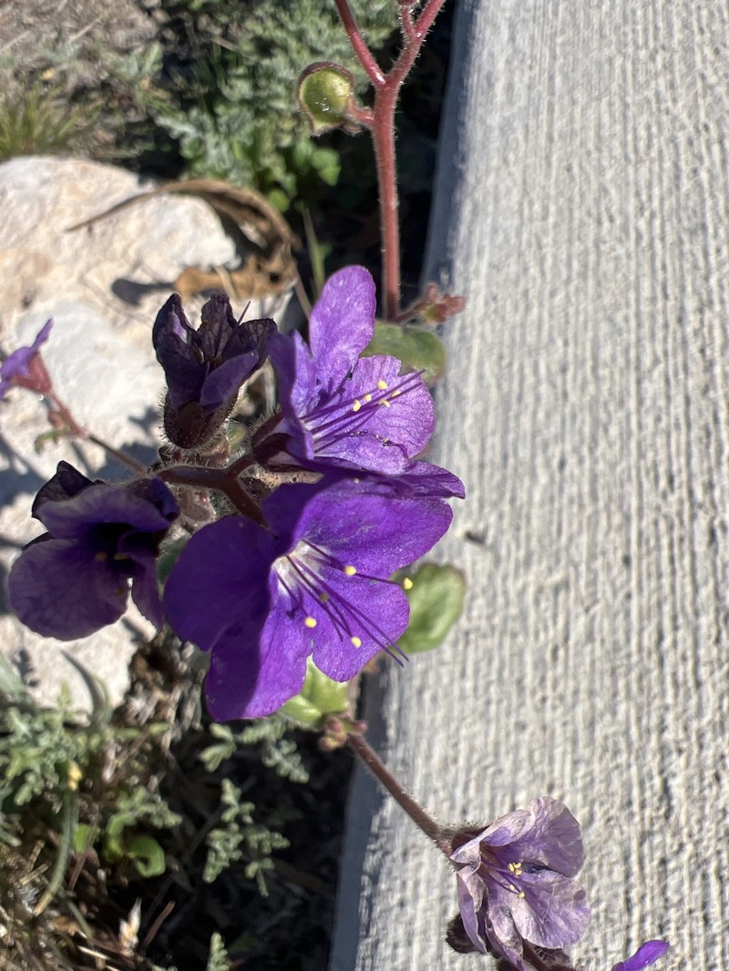Phacelia crenulata var. ambigua