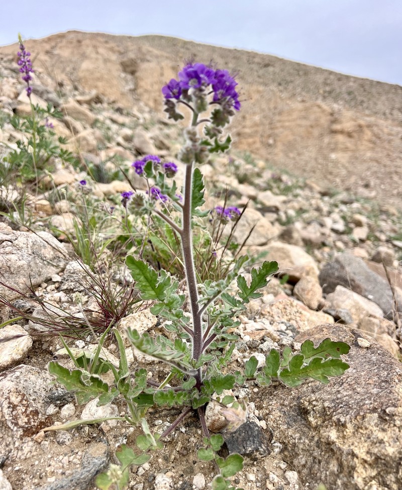 Phacelia crenulata var. ambigua photo 2