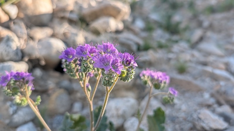 Phacelia crenulata var. ambigua photo 3