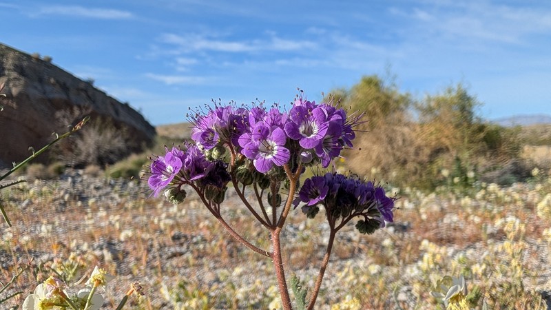 Phacelia crenulata var. ambigua photo 4