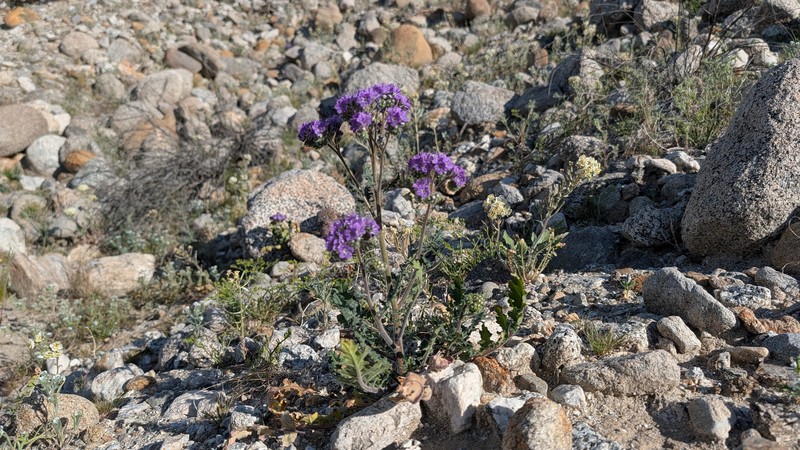 Phacelia crenulata var. ambigua photo 5
