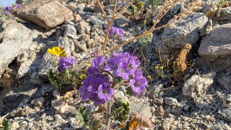 Phacelia crenulata var. ambigua photo 6