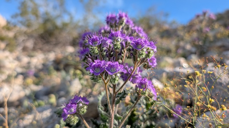 Phacelia crenulata var. ambigua photo 7