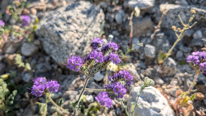 Phacelia crenulata var. ambigua photo 8