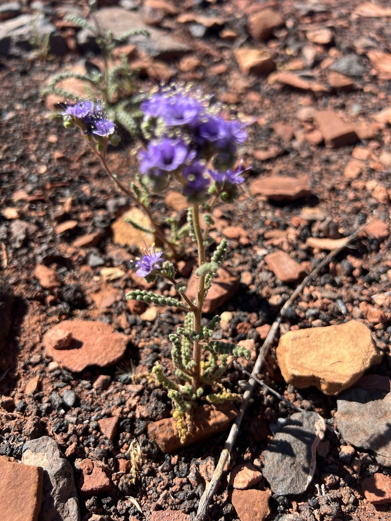 Phacelia crenulata var. angustifolia