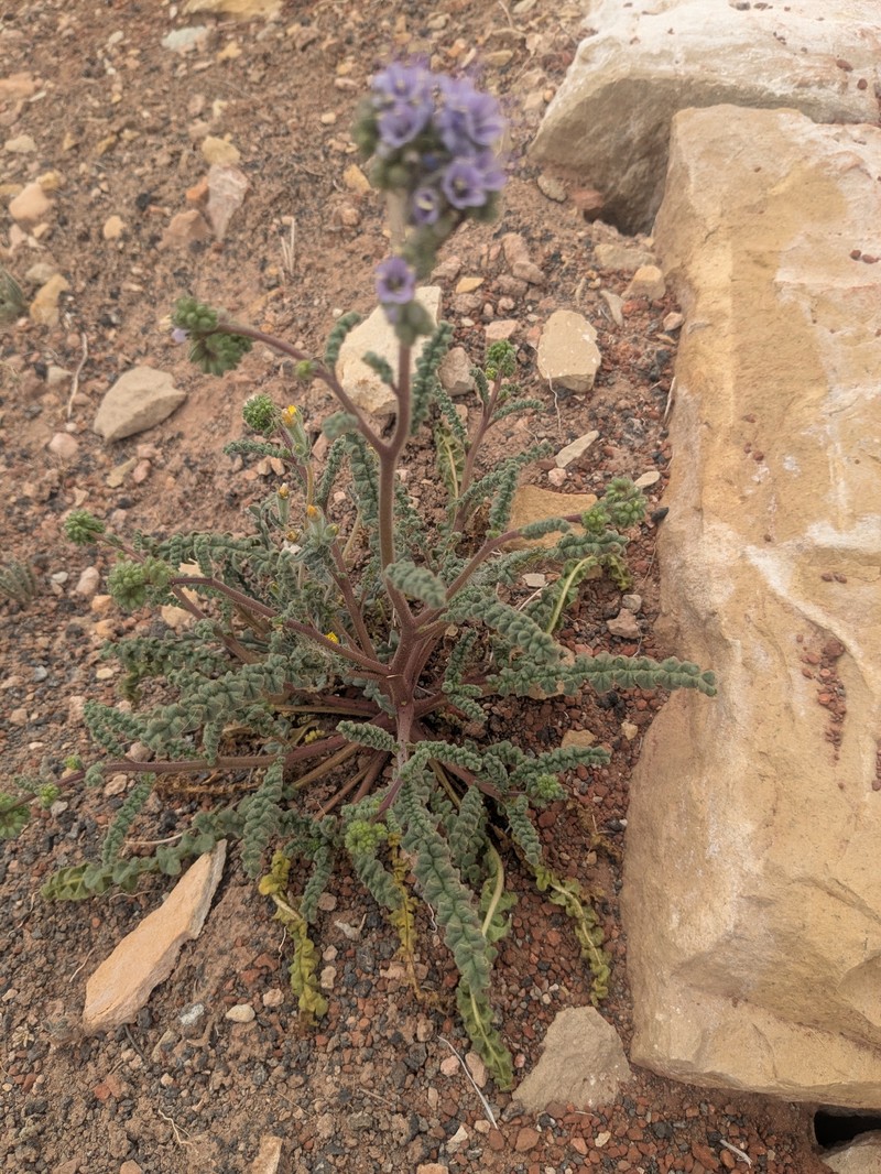 Phacelia crenulata var. angustifolia photo 2