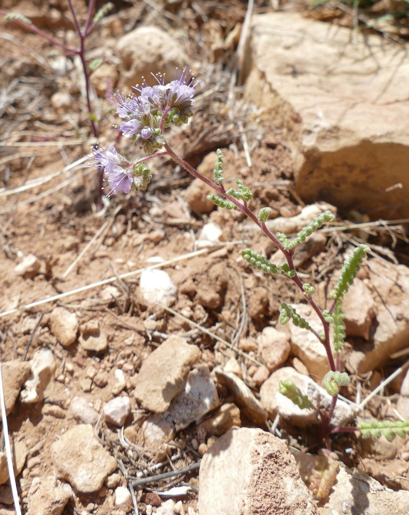 Phacelia crenulata var. angustifolia photo 3