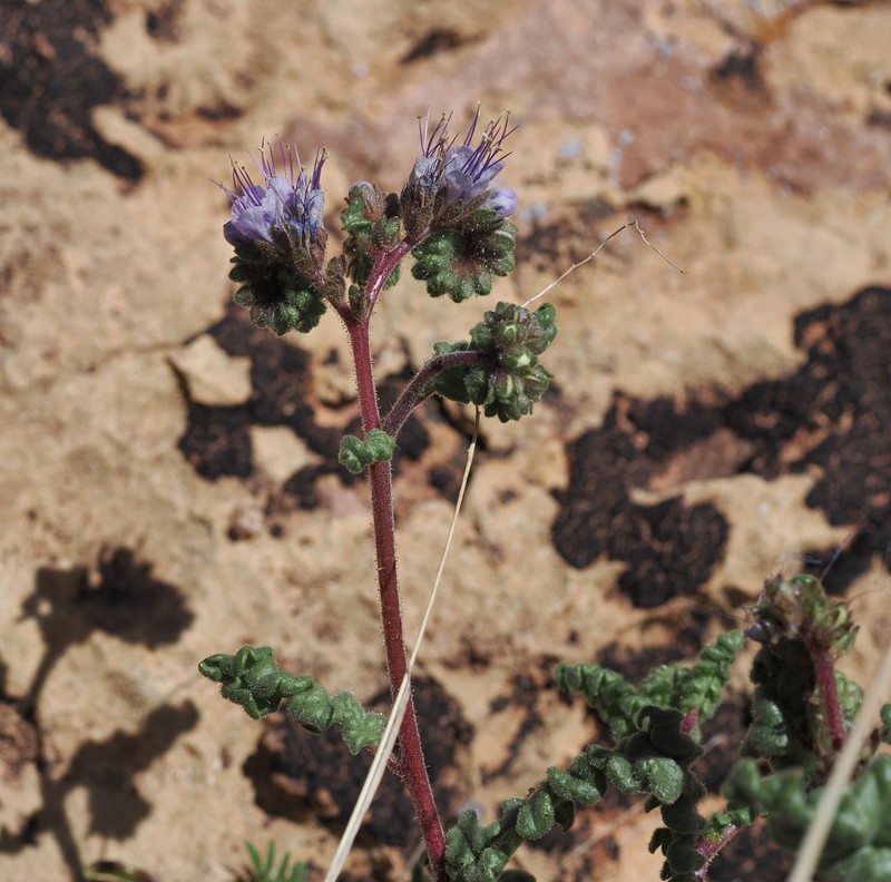 Phacelia crenulata var. angustifolia photo 4