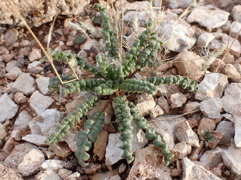 Phacelia crenulata var. angustifolia photo 5